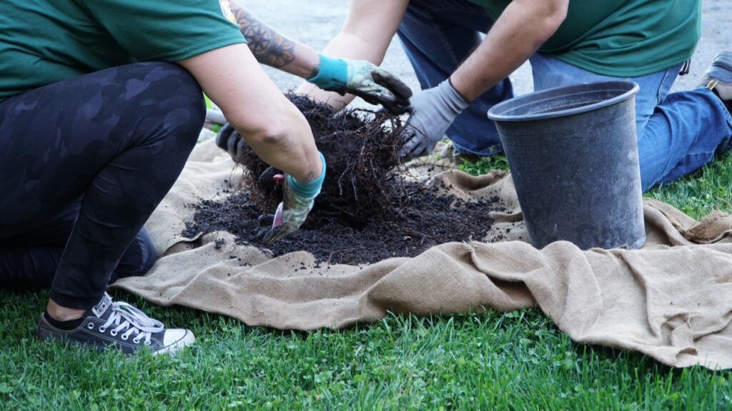 Volunteers remove a sapling from a pot.